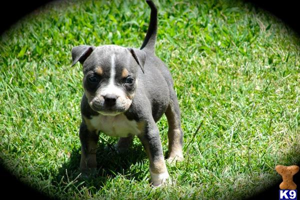Puppies in Fresno